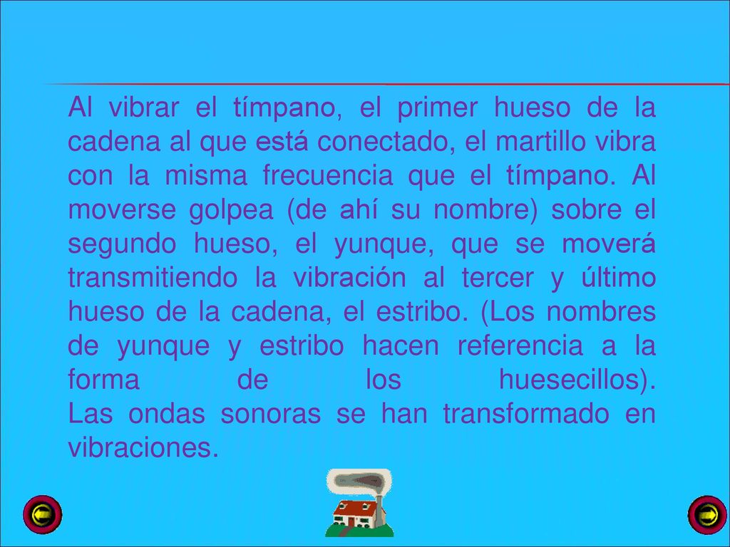 Al vibrar el tímpano, el primer hueso de la cadena al que está conectado, el martillo vibra con la misma frecuencia que el tímpano.