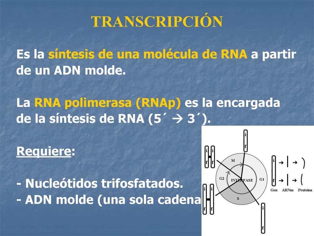 TRANSCRIPCIÓN Es la síntesis de una molécula de RNA a partir