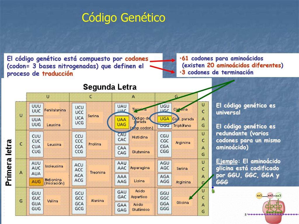 Código Genético El código genético está compuesto por codones (codon= 3 bases nitrogenadas) que definen el proceso de traducción.