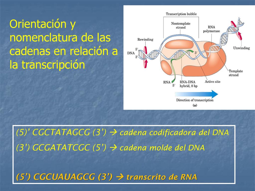 Orientación y nomenclatura de las cadenas en relación a la transcripción