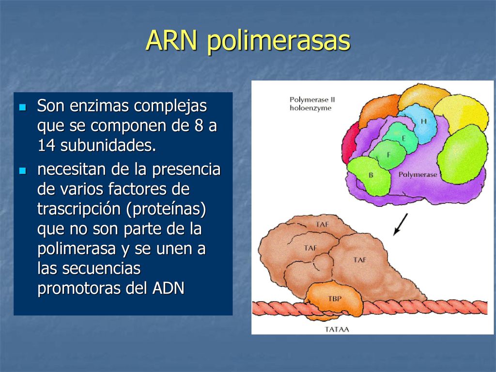 ARN polimerasas Son enzimas complejas que se componen de 8 a 14 subunidades.