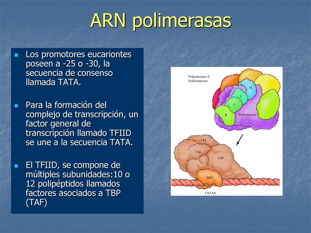 ARN polimerasas Los promotores eucariontes poseen a -25 o -30, la secuencia de consenso llamada TATA.