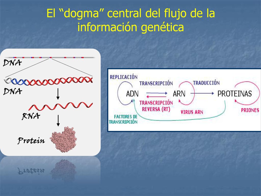 El dogma central del flujo de la información genética