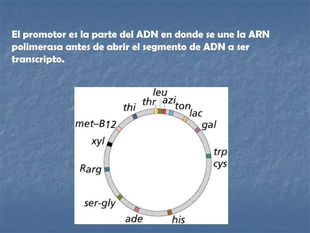 El promotor es la parte del ADN en donde se une la ARN polimerasa antes de abrir el segmento de ADN a ser transcripto.