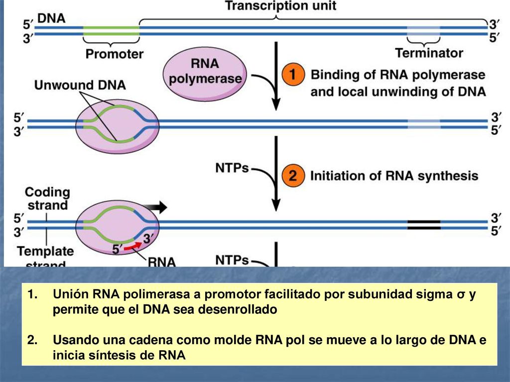 Unión RNA polimerasa a promotor facilitado por subunidad sigma σ y permite que el DNA sea desenrollado