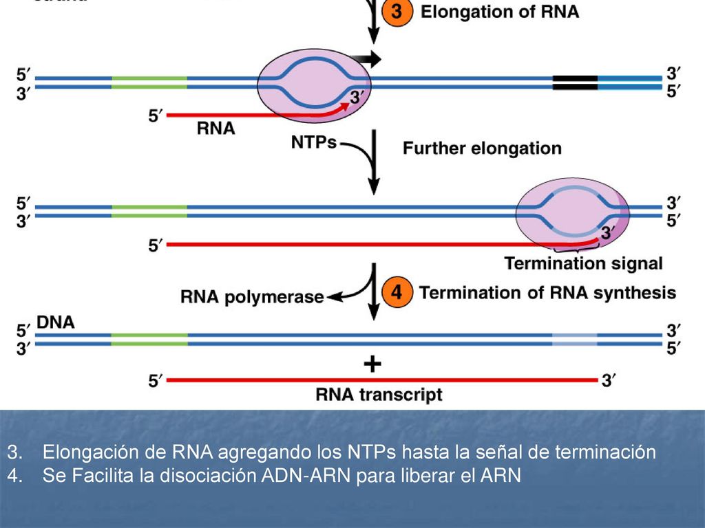 Elongación de RNA agregando los NTPs hasta la señal de terminación
