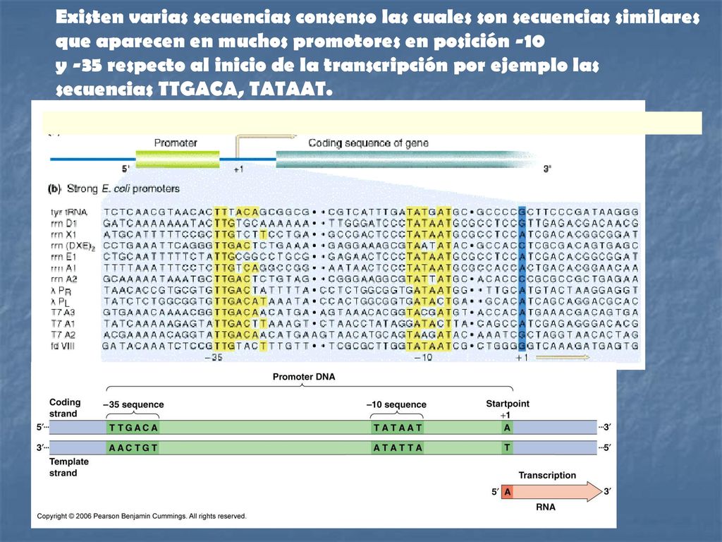 Existen varias secuencias consenso las cuales son secuencias similares que aparecen en muchos promotores en posición -10