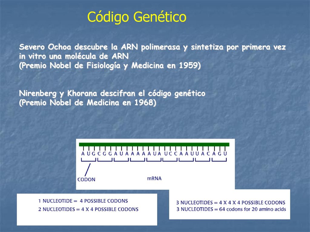 Código Genético Severo Ochoa descubre la ARN polimerasa y sintetiza por primera vez. in vitro una molécula de ARN.