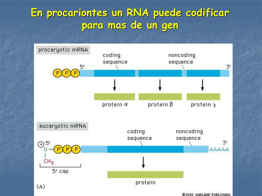 En procariontes un RNA puede codificar para mas de un gen
