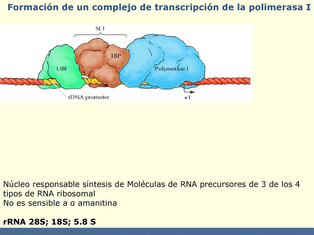 Formación de un complejo de transcripción de la polimerasa I