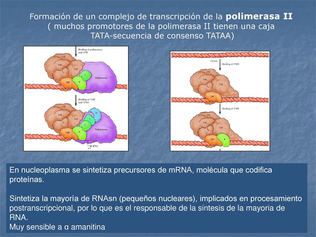 Formación de un complejo de transcripción de la polimerasa II