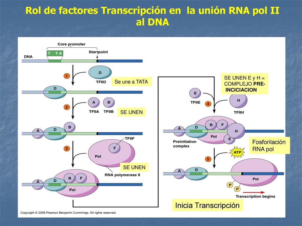 Rol de factores Transcripción en la unión RNA pol II al DNA
