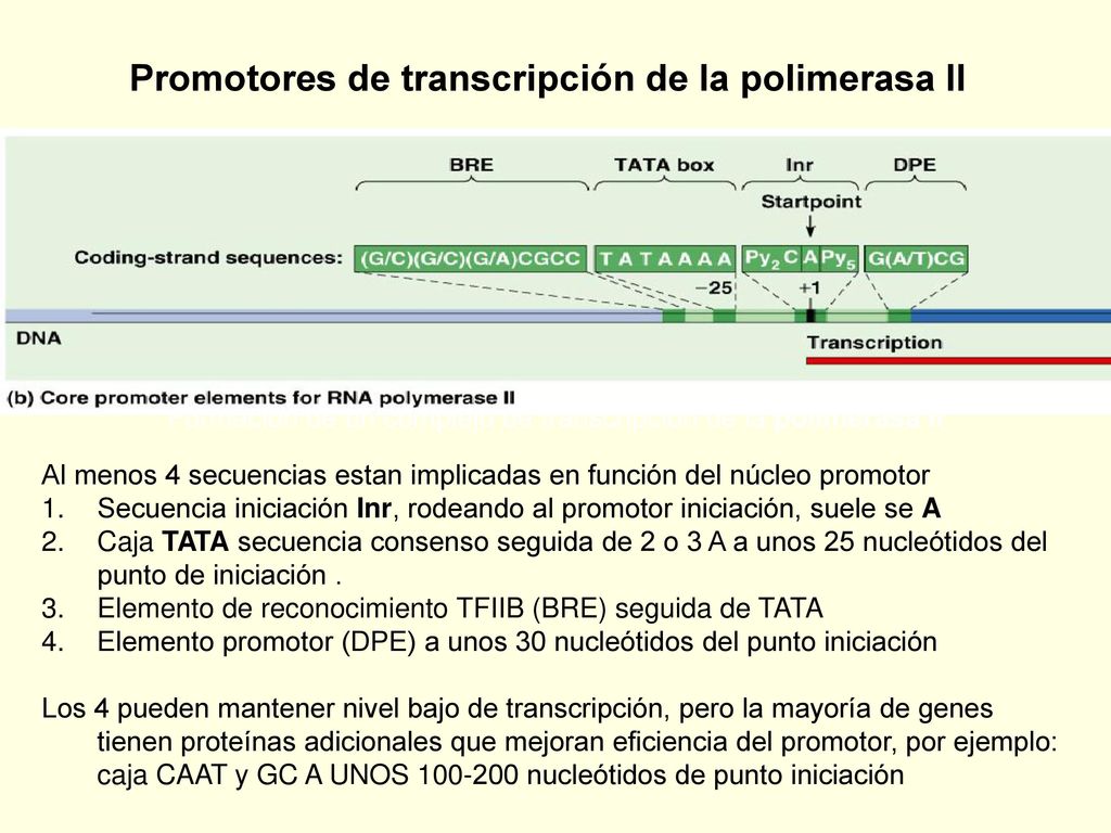Formación de un complejo de transcripción de la polimerasa II