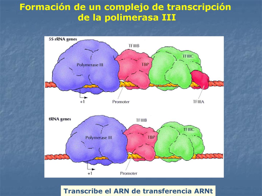 Formación de un complejo de transcripción de la polimerasa III