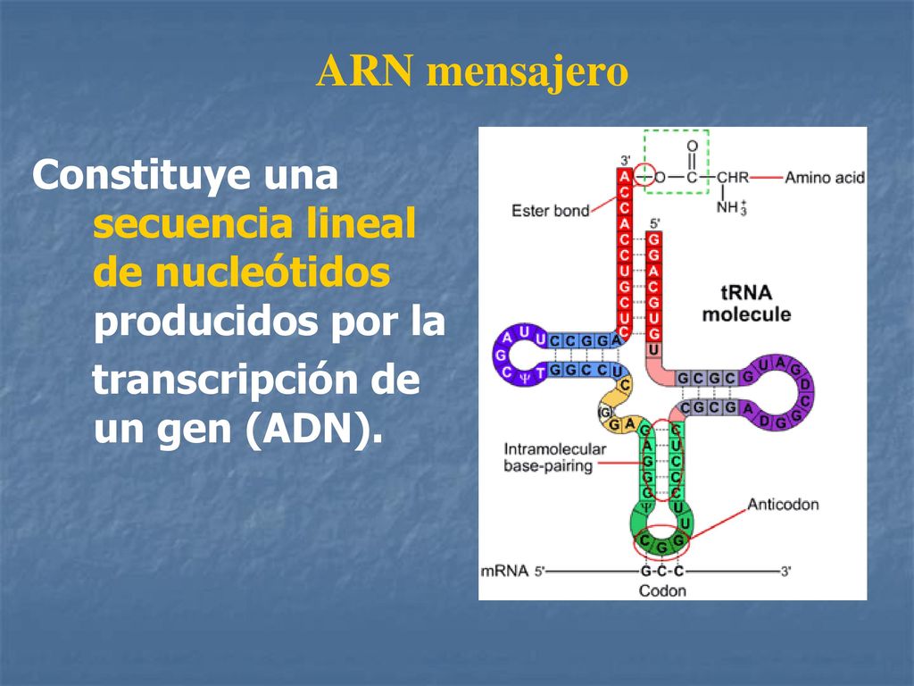 ARN mensajero Constituye una secuencia lineal de nucleótidos producidos por la.