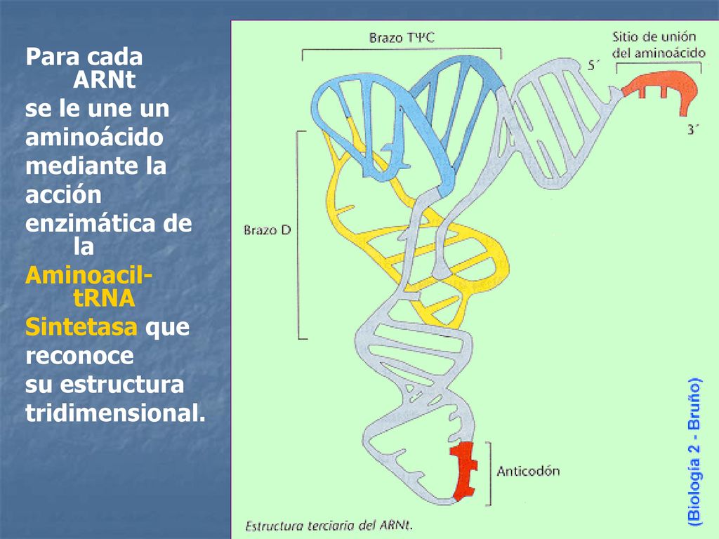 Para cada ARNt se le une un. aminoácido. mediante la. acción. enzimática de la. Aminoacil-tRNA.