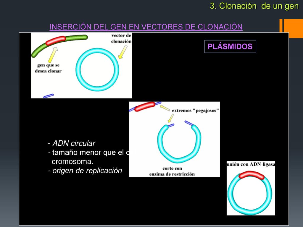 3. Clonación de un gen INSERCIÓN DEL GEN EN VECTORES DE CLONACIÓN