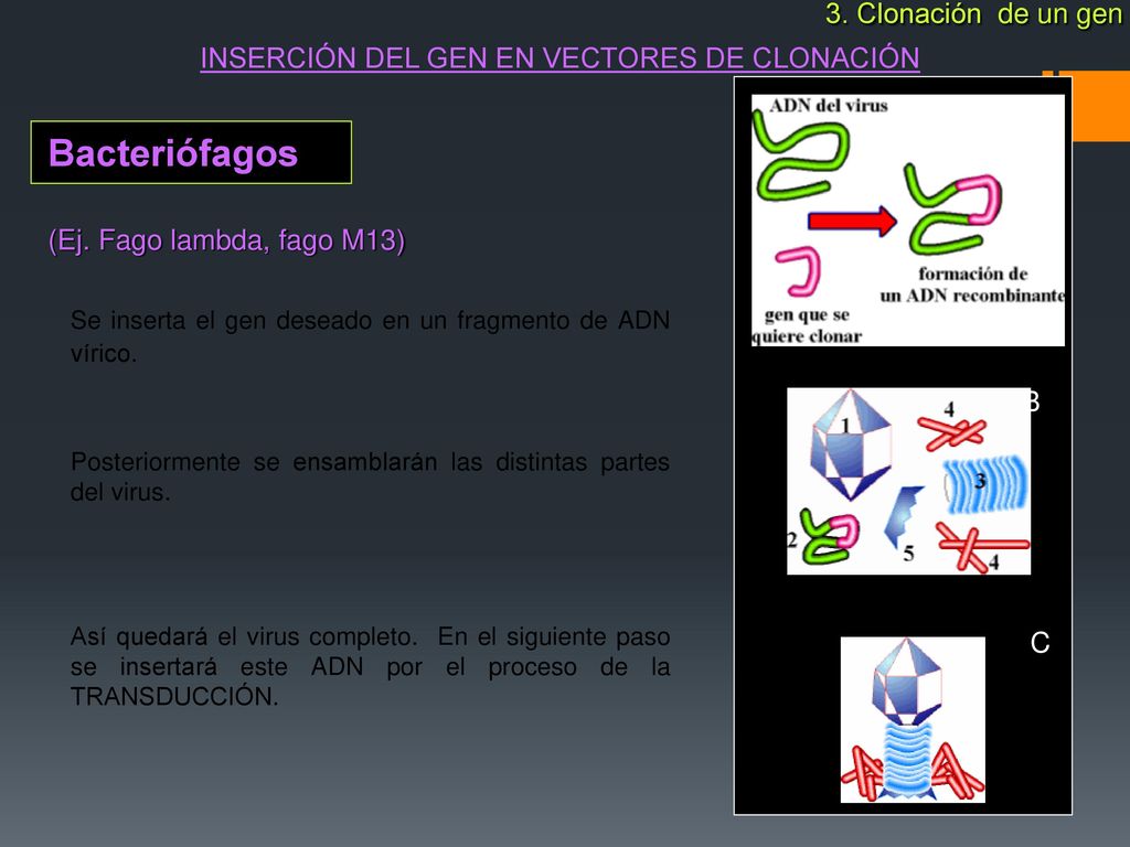 Se inserta el gen deseado en un fragmento de ADN vírico.