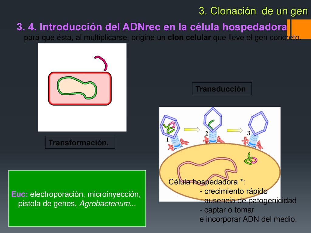3. 4. Introducción del ADNrec en la célula hospedadora