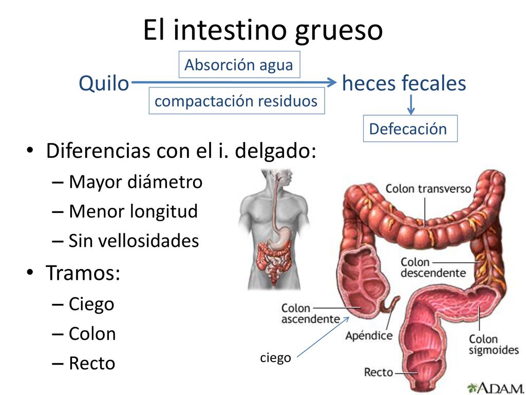 El intestino grueso Quilo heces fecales Diferencias con el i. delgado: