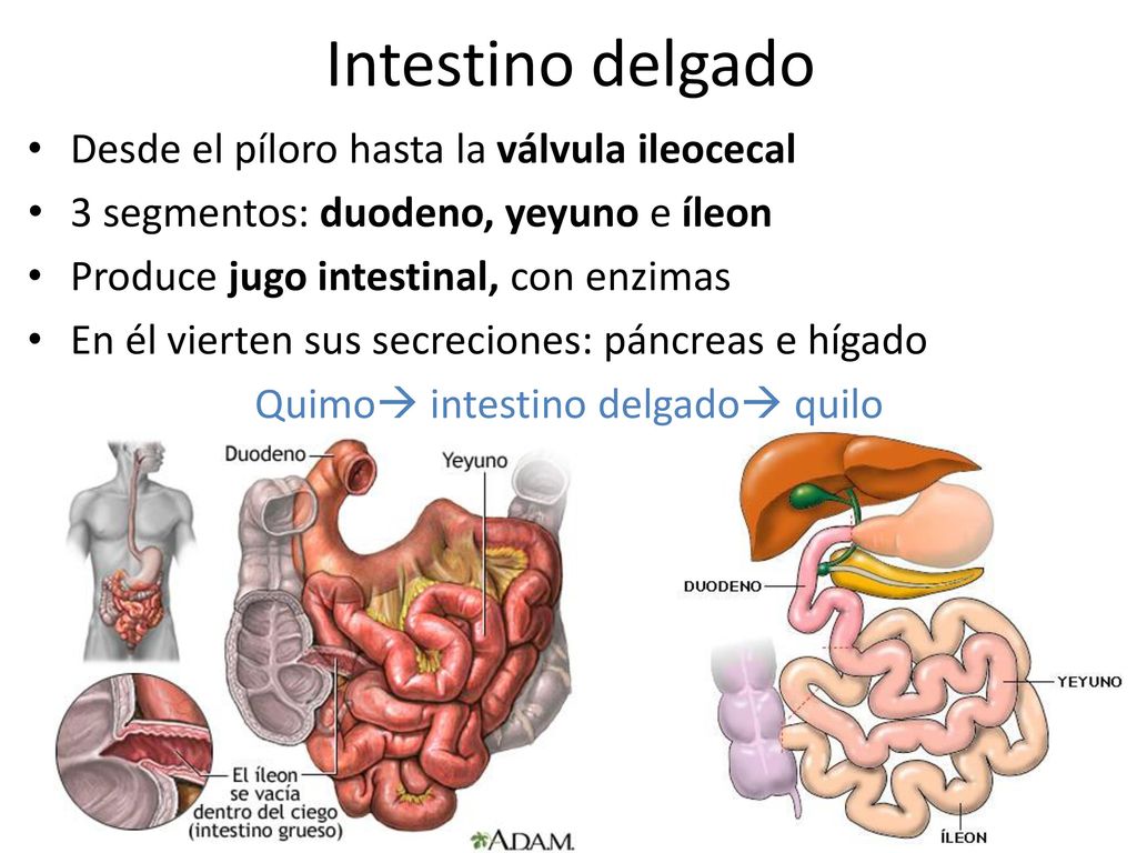 Intestino delgado Desde el píloro hasta la válvula ileocecal