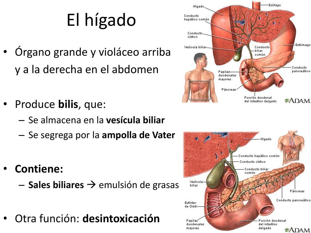 El hígado Órgano grande y violáceo arriba y a la derecha en el abdomen