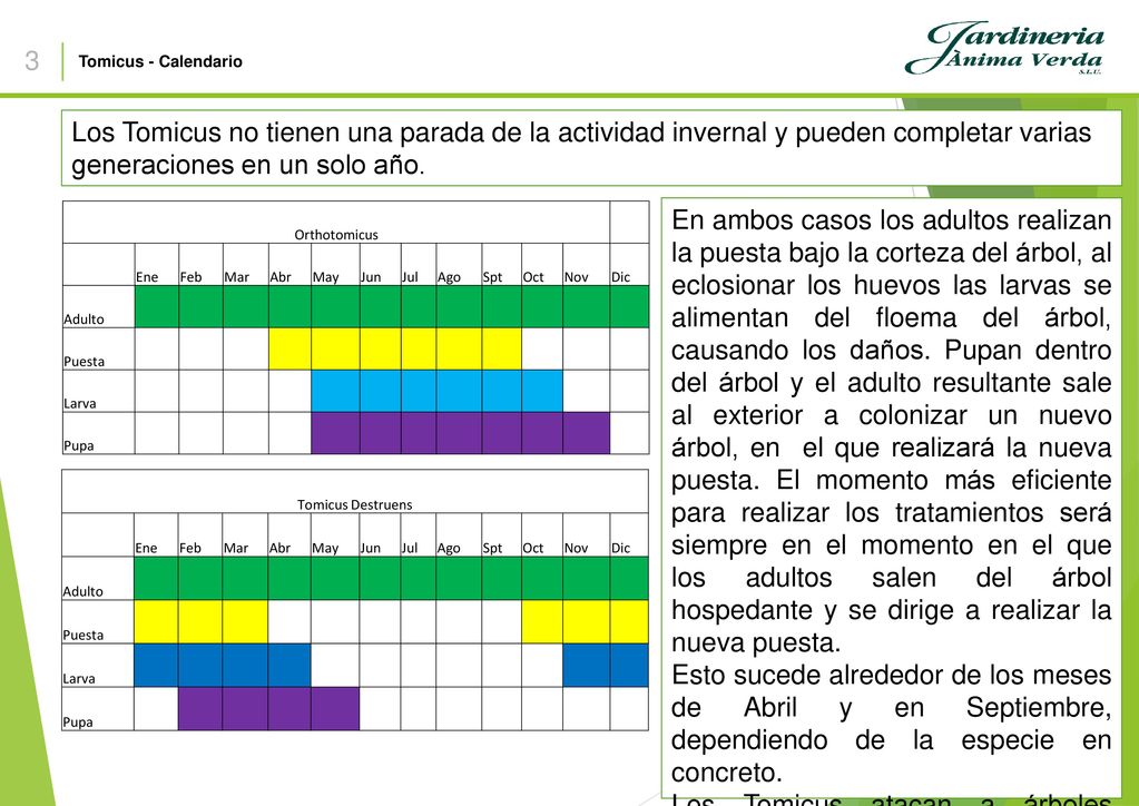 3 Tomicus - Calendario. Los Tomicus no tienen una parada de la actividad invernal y pueden completar varias generaciones en un solo año.