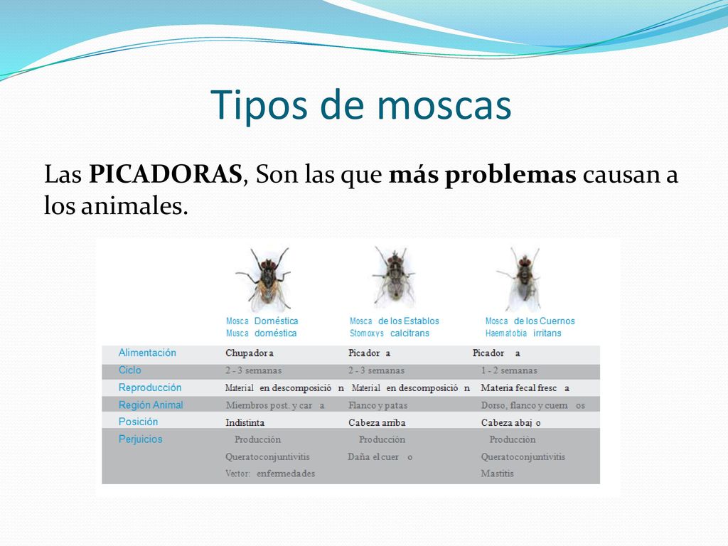 Tipos de moscas Las PICADORAS, Son las que más problemas causan a los animales.
