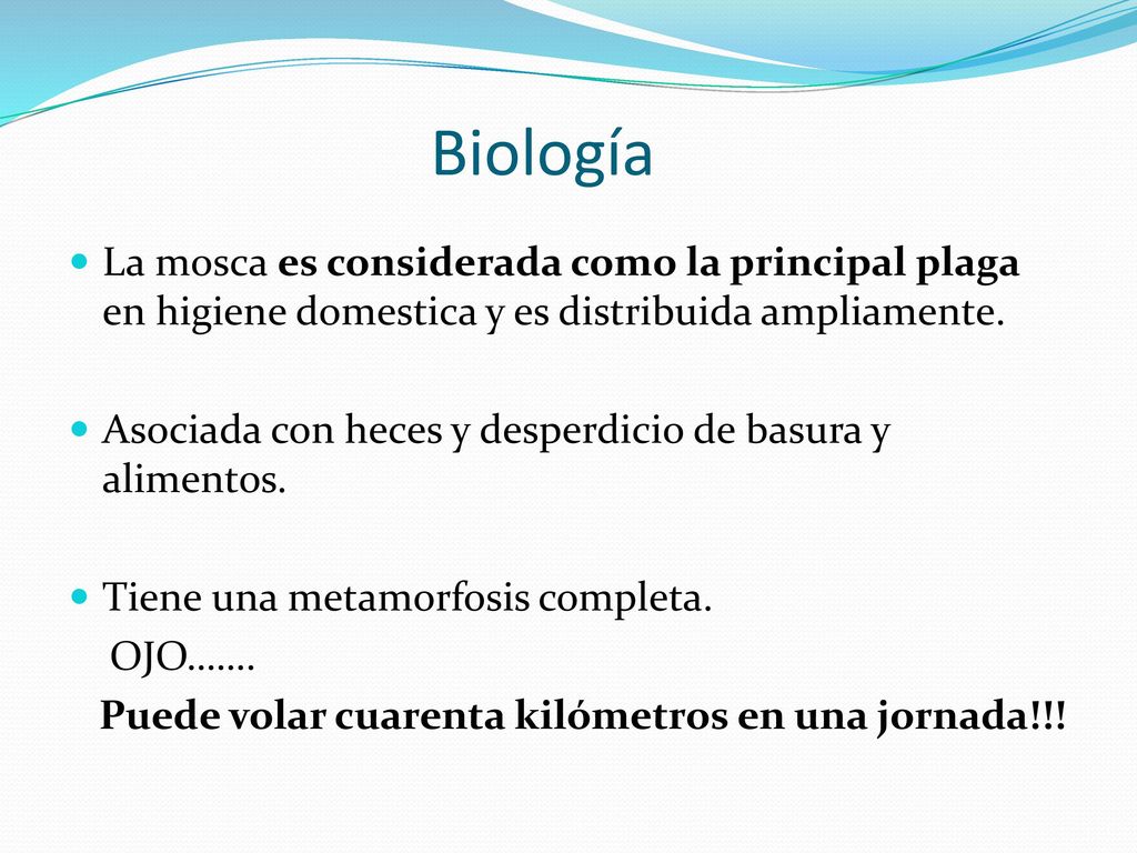 Biología La mosca es considerada como la principal plaga en higiene domestica y es distribuida ampliamente.