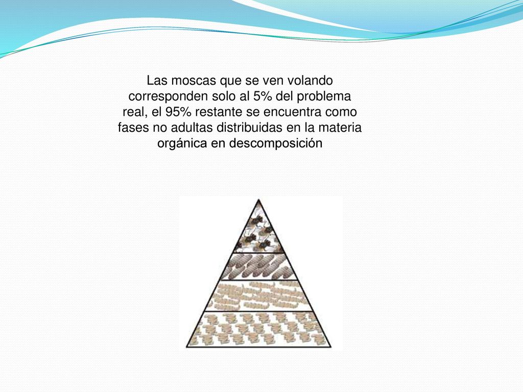 Las moscas que se ven volando corresponden solo al 5% del problema real, el 95% restante se encuentra como fases no adultas distribuidas en la materia orgánica en descomposición