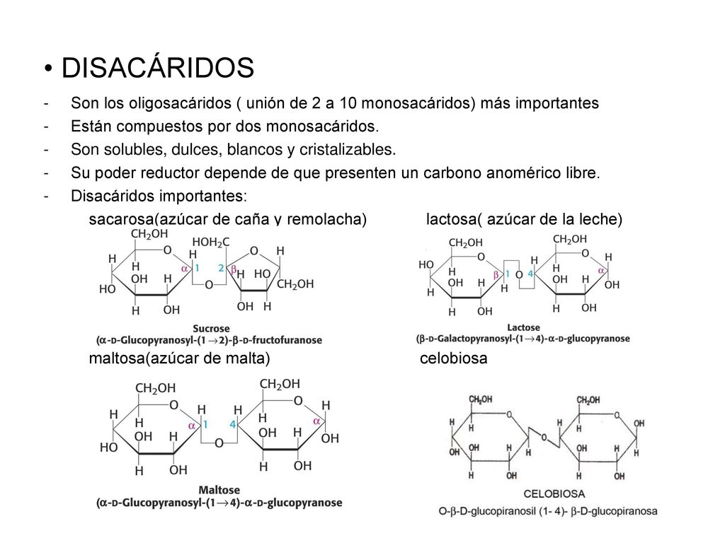 DISACÁRIDOS Son los oligosacáridos ( unión de 2 a 10 monosacáridos) más importantes. Están compuestos por dos monosacáridos.