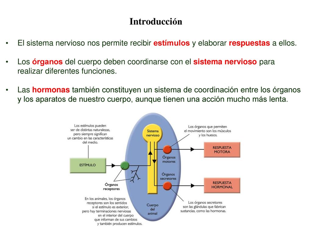 04 Introducción. El sistema nervioso nos permite recibir estímulos y elaborar respuestas a ellos.