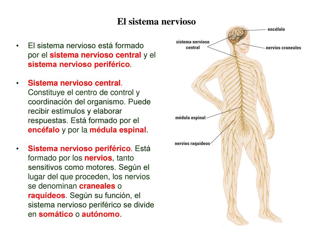 04 El sistema nervioso. El sistema nervioso está formado por el sistema nervioso central y el sistema nervioso periférico.