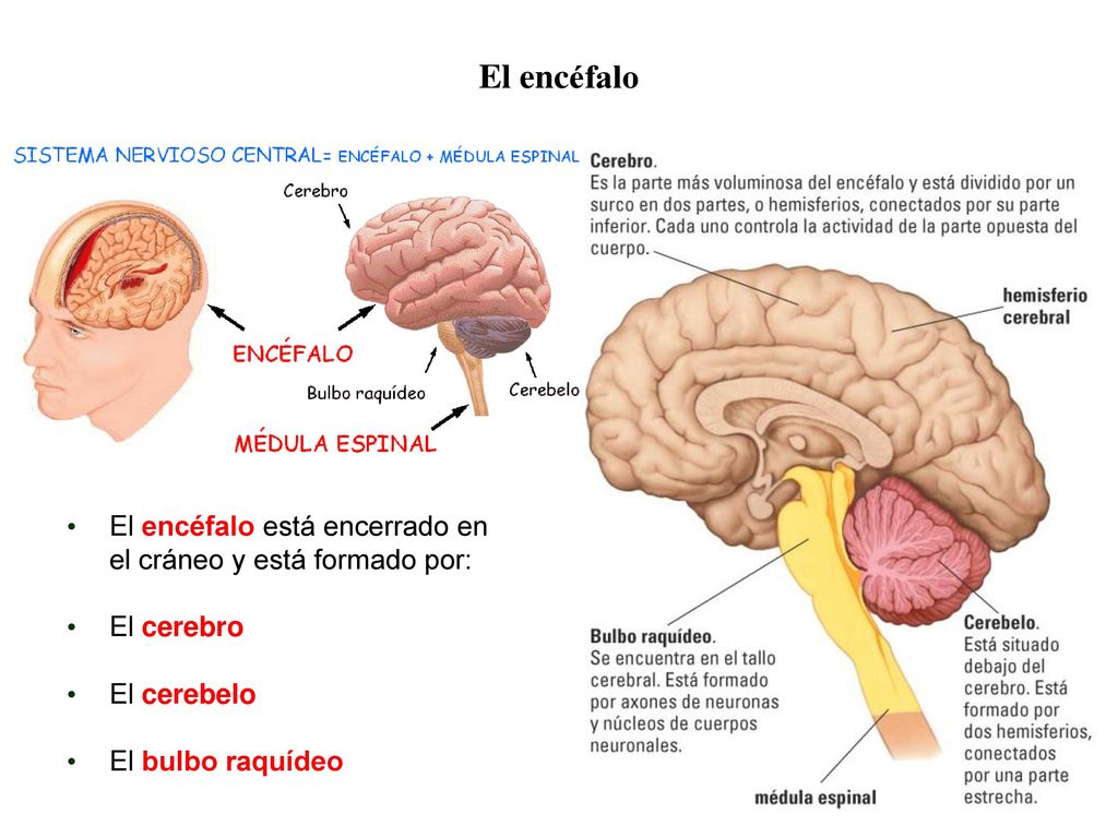 04 El encéfalo. El encéfalo está encerrado en el cráneo y está formado por: El cerebro. El cerebelo.