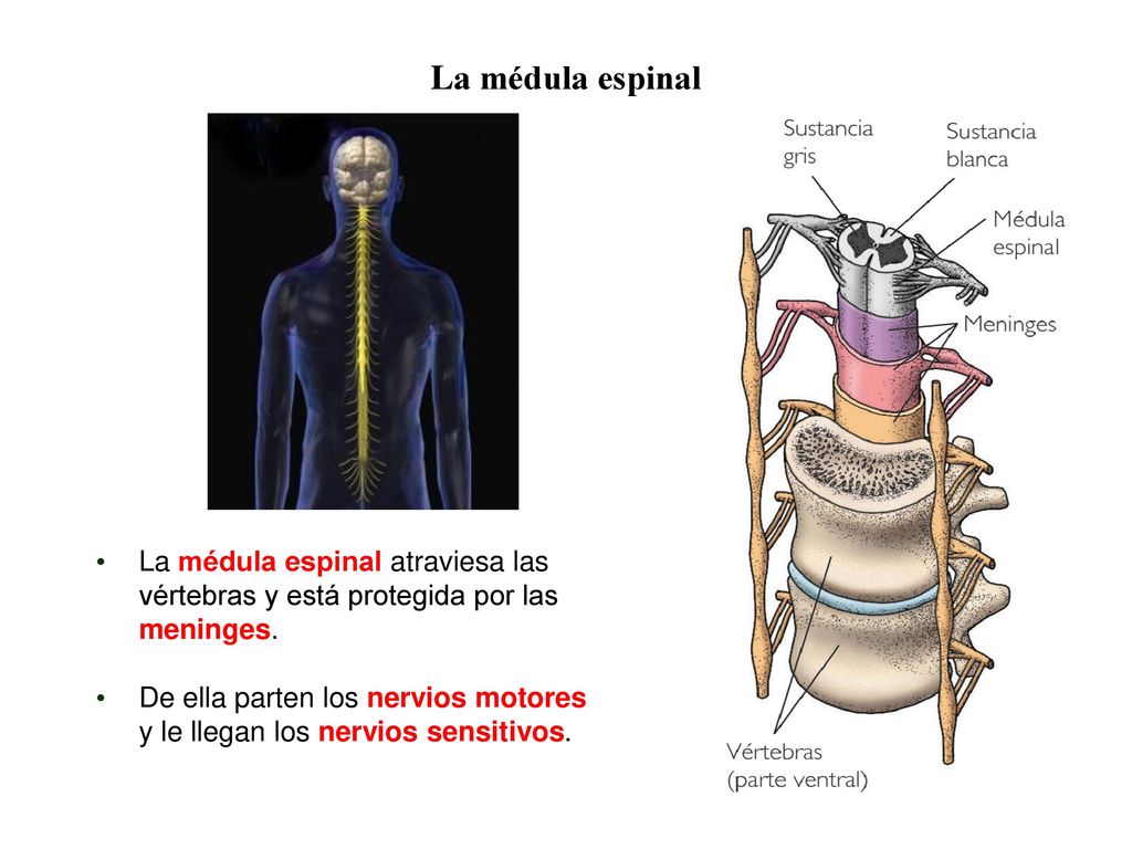 04 La médula espinal. La médula espinal atraviesa las vértebras y está protegida por las meninges.