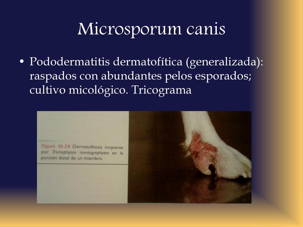 Microsporum canis Pododermatitis dermatofítica (generalizada): raspados con abundantes pelos esporados; cultivo micológico.