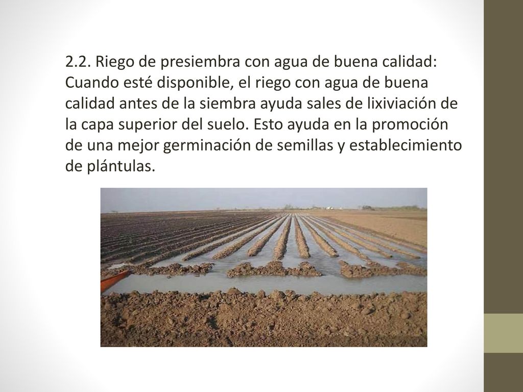 2.2. Riego de presiembra con agua de buena calidad: Cuando esté disponible, el riego con agua de buena calidad antes de la siembra ayuda sales de lixiviación de la capa superior del suelo. Esto ayuda en la promoción de una mejor germinación de semillas y establecimiento de plántulas.