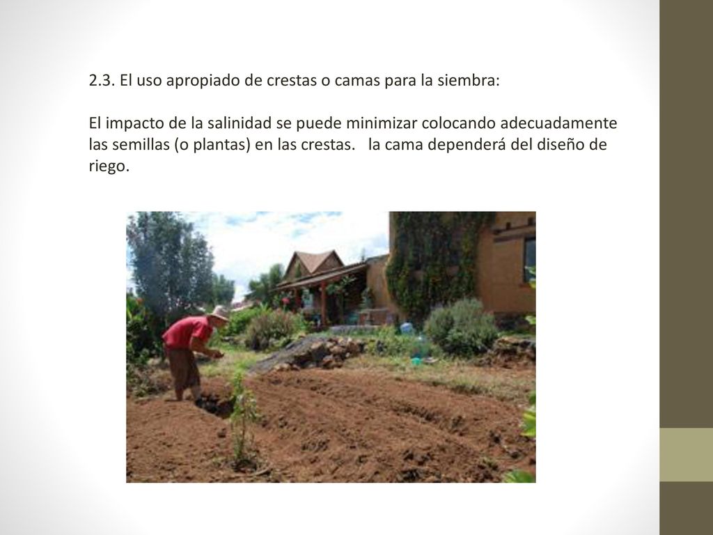 2.3. El uso apropiado de crestas o camas para la siembra: