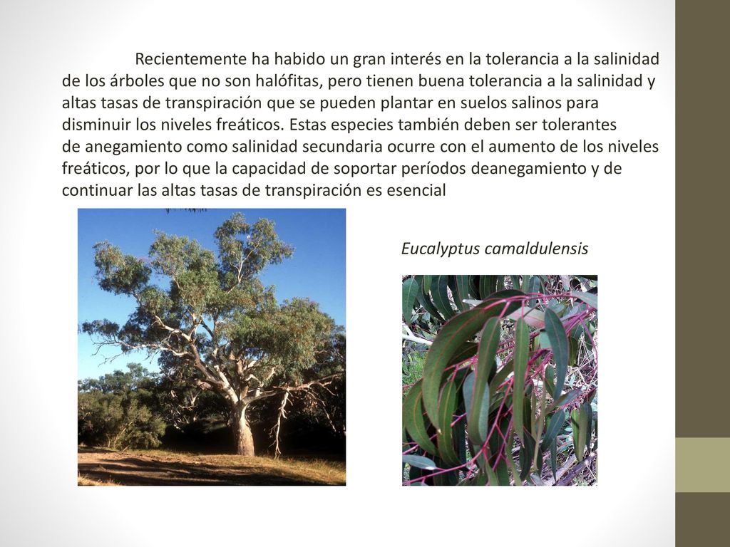 Recientemente ha habido un gran interés en la tolerancia a la salinidad de los árboles que no son halófitas, pero tienen buena tolerancia a la salinidad y altas tasas de transpiración que se pueden plantar en suelos salinos para disminuir los niveles freáticos. Estas especies también deben ser tolerantes de anegamiento como salinidad secundaria ocurre con el aumento de los niveles freáticos, por lo que la capacidad de soportar períodos deanegamiento y de continuar las altas tasas de transpiración es esencial