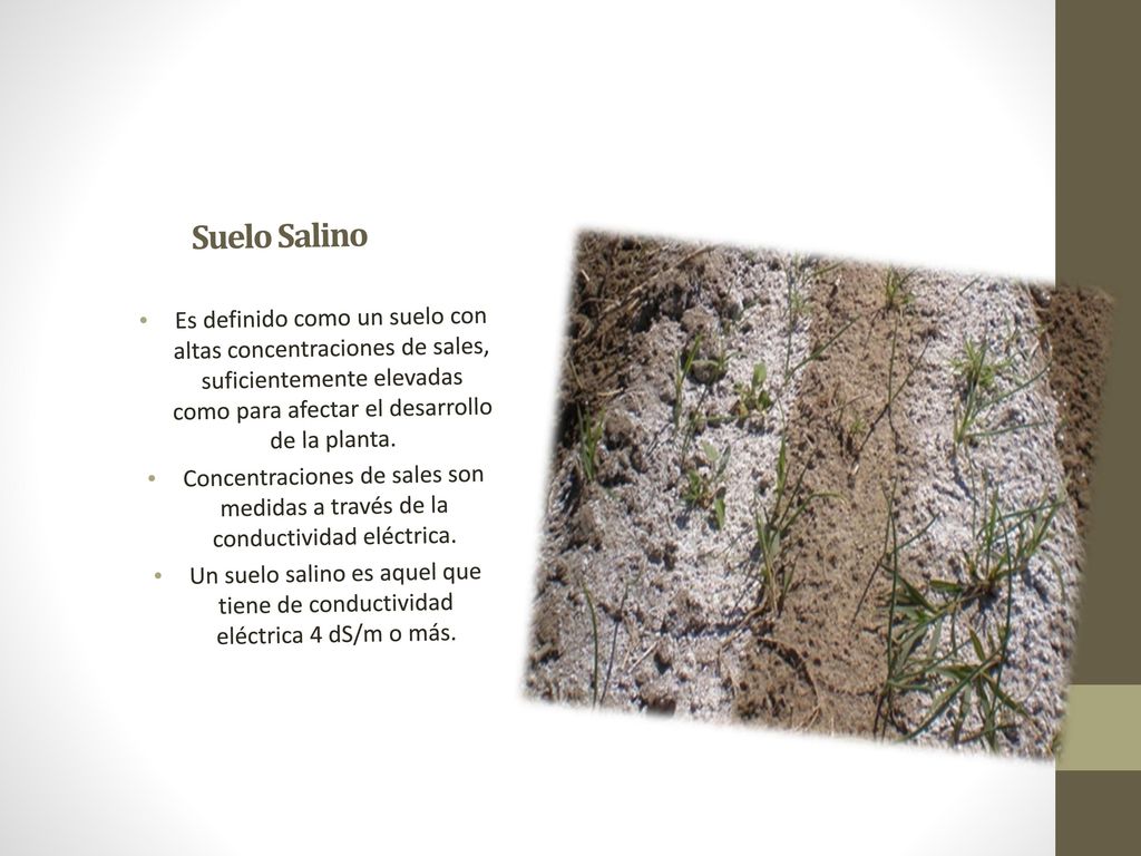 Suelo Salino Es definido como un suelo con altas concentraciones de sales, suficientemente elevadas como para afectar el desarrollo de la planta.