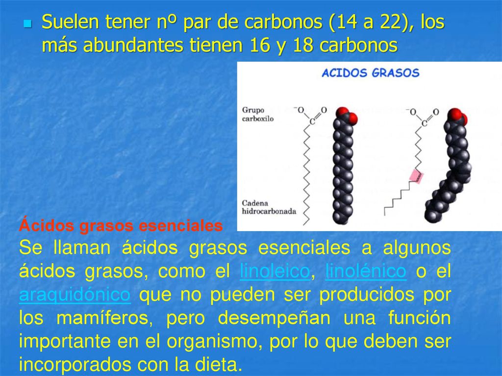 Suelen tener nº par de carbonos (14 a 22), los más abundantes tienen 16 y 18 carbonos