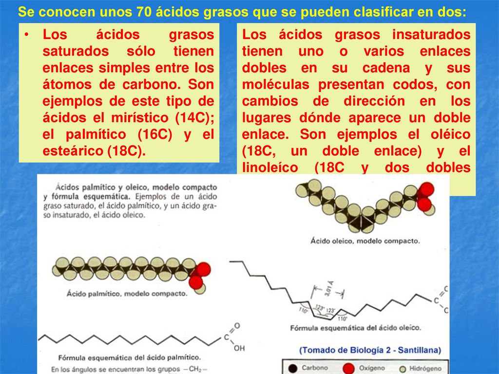 Se conocen unos 70 ácidos grasos que se pueden clasificar en dos: