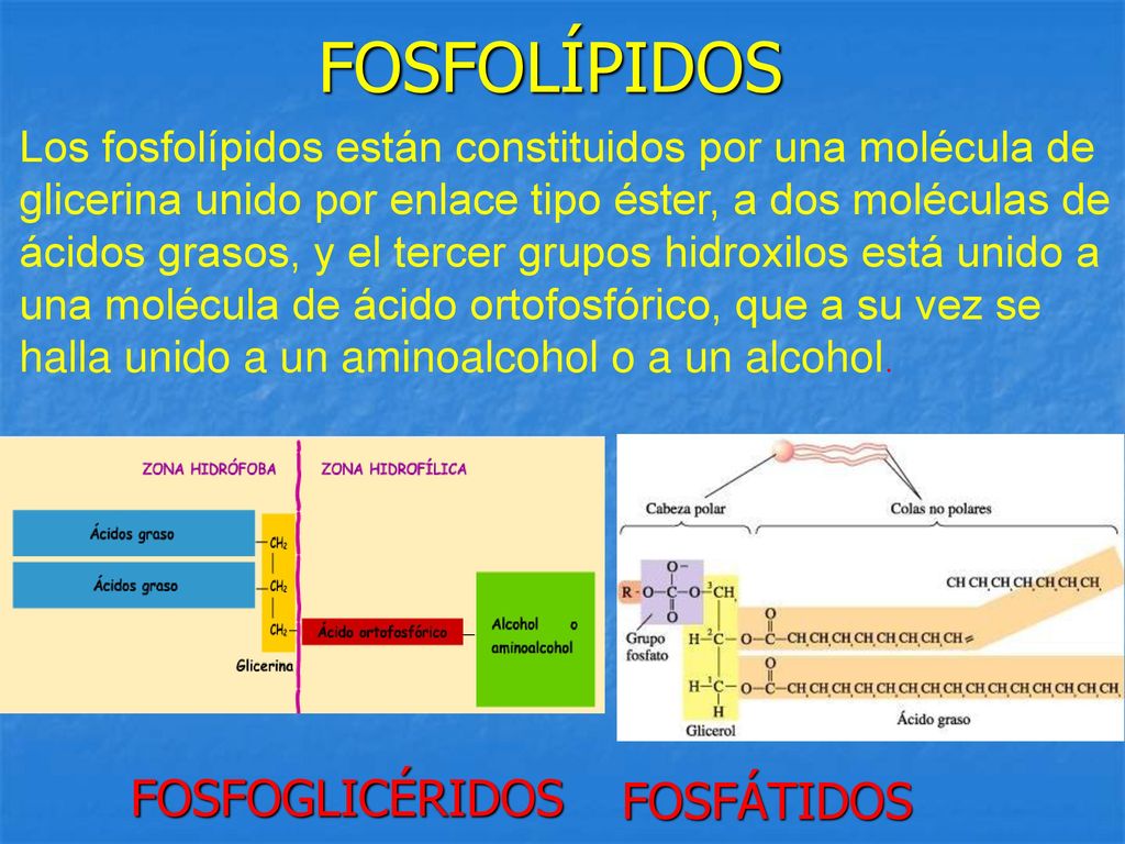 FOSFOLÍPIDOS FOSFOGLICÉRIDOS FOSFÁTIDOS