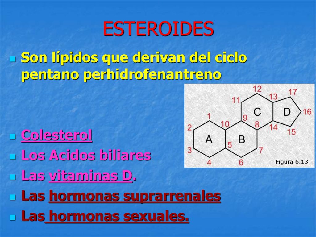 ESTEROIDES Son lípidos que derivan del ciclo pentano perhidrofenantreno. Colesterol. Los Acidos biliares.