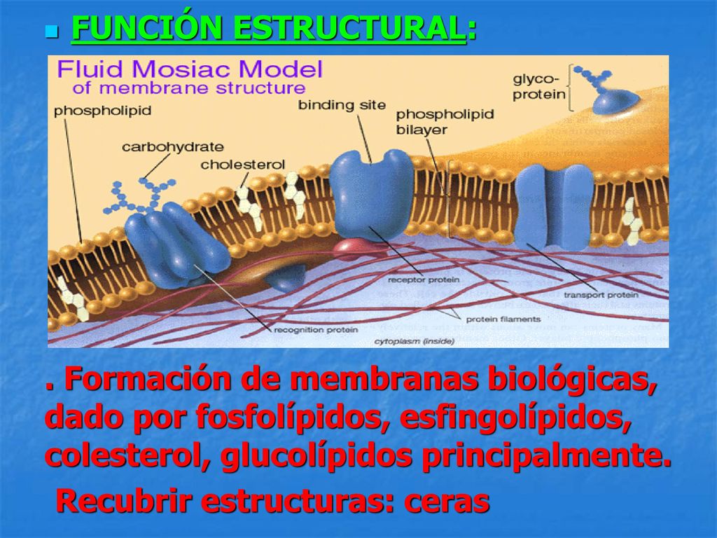 FUNCIÓN ESTRUCTURAL: . Formación de membranas biológicas, dado por fosfolípidos, esfingolípidos, colesterol, glucolípidos principalmente.