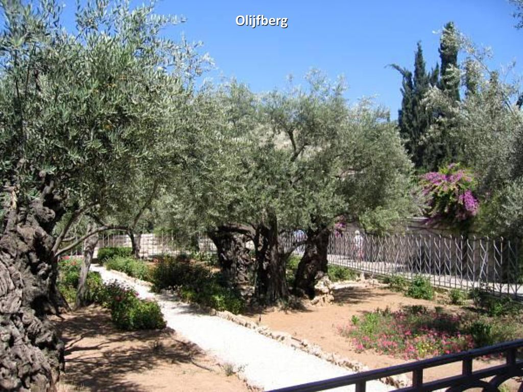 Olijfberg miércoles, 08 de agosto de 2018miércoles, 08 de agosto de 2018