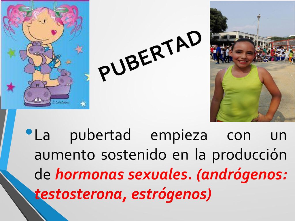 PUBERTAD La pubertad empieza con un aumento sostenido en la producción de hormonas sexuales.