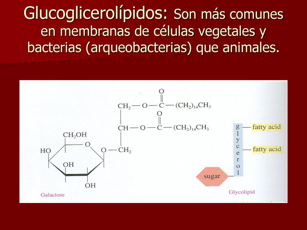 Glucoglicerolípidos: Son más comunes en membranas de células vegetales y bacterias (arqueobacterias) que animales.