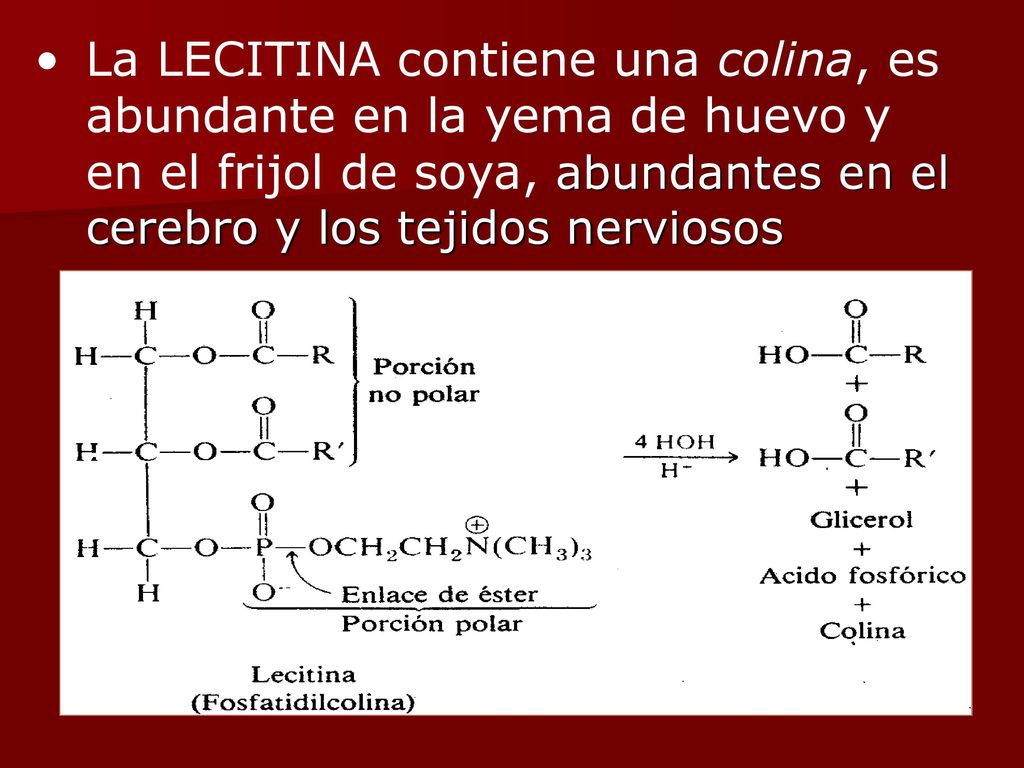 La LECITINA contiene una colina, es abundante en la yema de huevo y en el frijol de soya, abundantes en el cerebro y los tejidos nerviosos