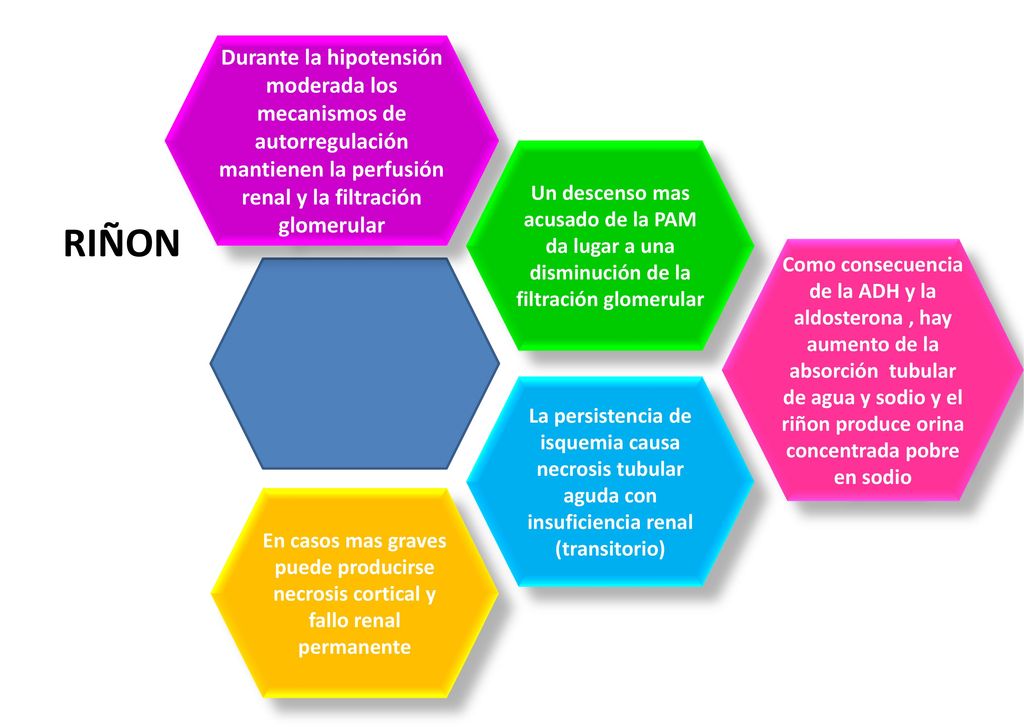 Durante la hipotensión moderada los mecanismos de autorregulación mantienen la perfusión renal y la filtración glomerular